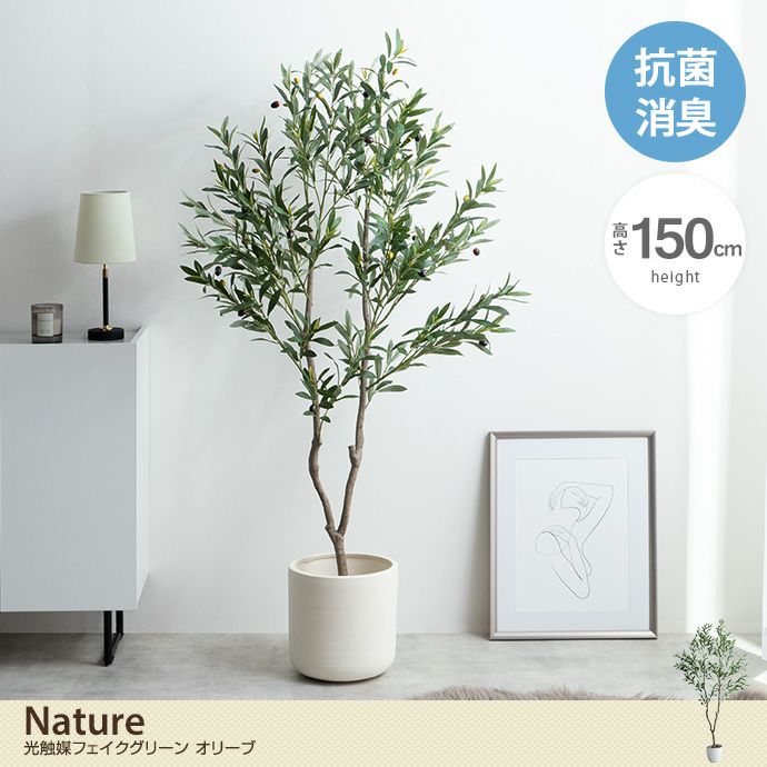 【送料無料】Nature ナチュレ 高さ150cm 観葉植物 オリーブ